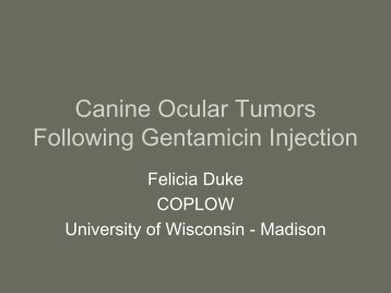 Canine Ocular Tumors Following Gentamicin Injection - University of ...