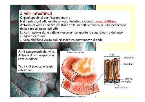 12. Apparato digerente monogastrici .pdf