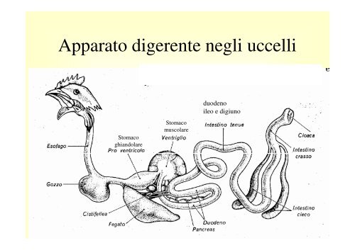 12. Apparato digerente monogastrici .pdf