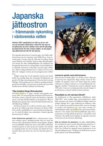 Japanska jätteostron-främmande nykomling i västsvenska vatten ...