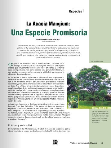 Una Especie Promisoria - Revista El Mueble y La Madera