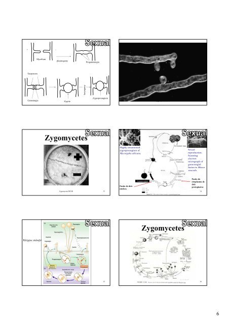 F0007 - Phylum Zygomycota and the new classification - Univap