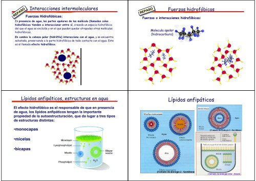 BioquÃ­mica Los LÃ­pidos