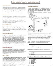 How and What Trees To Plant for Windbreaks