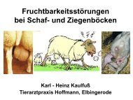 Fruchtbarkeitsstörungen bei Schaf und Ziegenböcken