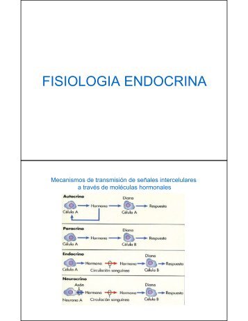 FISIOLOGIA ENDOCRINA