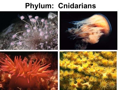 Phylum: Cnidarians - Biology for Life