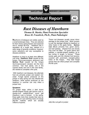 Rust Diseases of Hawthorn - Online Gardener