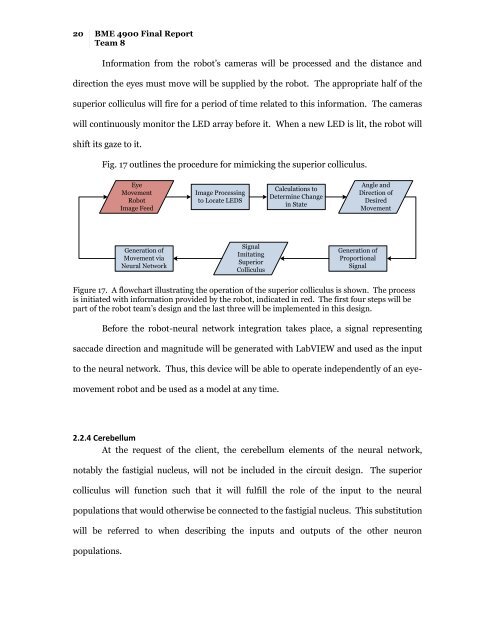 BME 4900 Final Report - Biomedical Engineering - University of ...