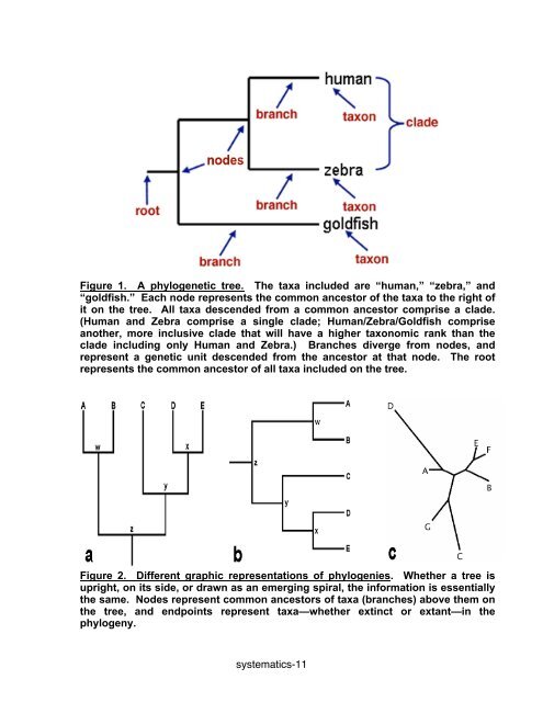 Evolution and Biodiversity Laboratory Systematics and Taxonomy