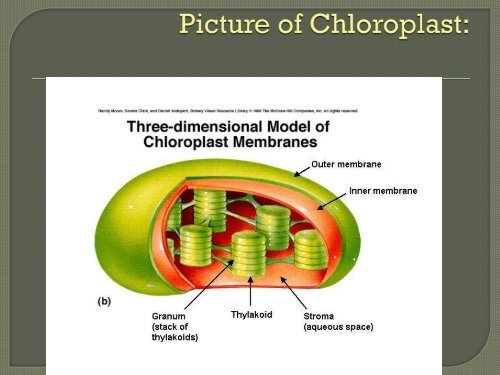 Chapter 8 Notes Photosynthesis