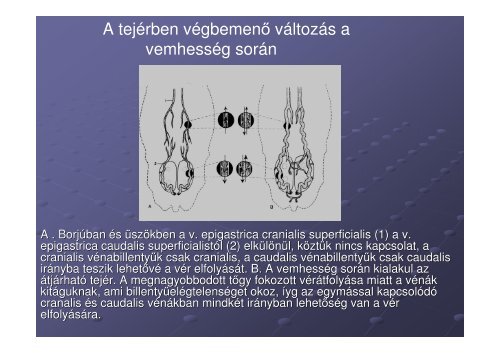 I. elÅadÃ¡s - SZIE MKK