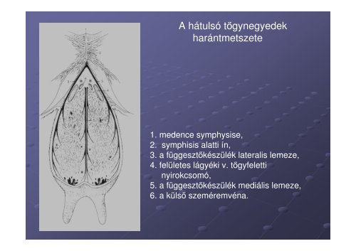 I. elÅadÃ¡s - SZIE MKK