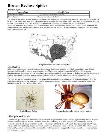 Brown Recluse Spider