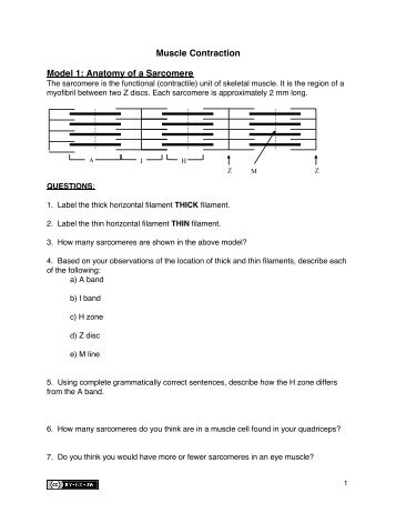 Muscle Contraction Model 1: Anatomy of a Sarcomere