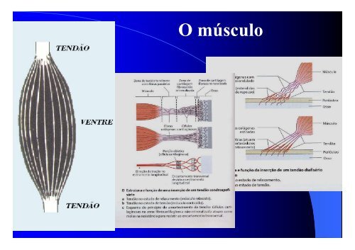 Sistema Muscular