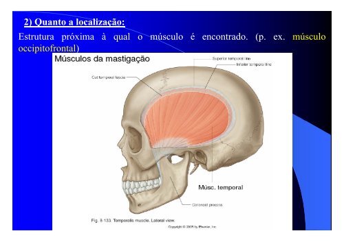 Sistema Muscular