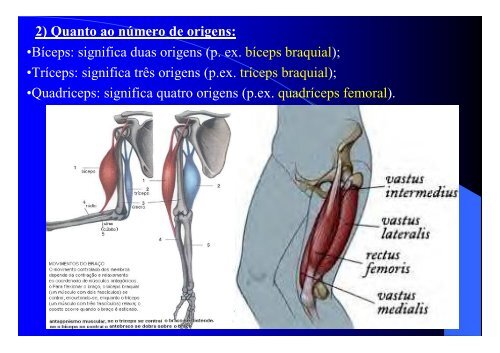 Sistema Muscular