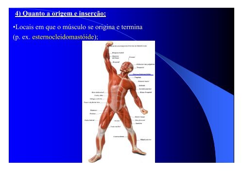 Sistema Muscular