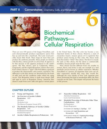 Biochemical Pathwaysâ€” Cellular Respiration