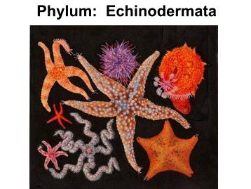 Phylum: Echinodermata - Biology for Life