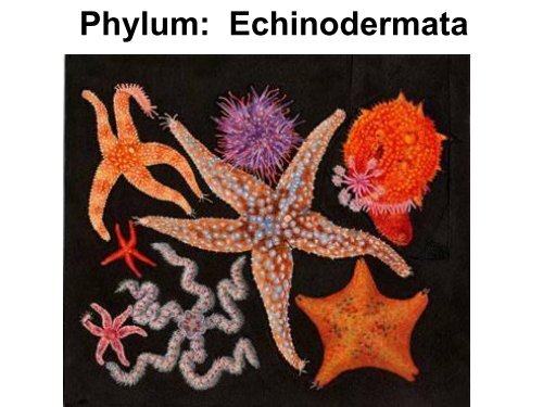 Phylum: Echinodermata - Biology for Life