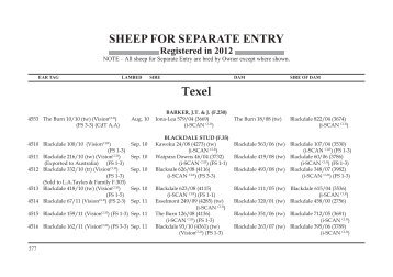 SHEEP FOR SEPARATE ENTRY Texel