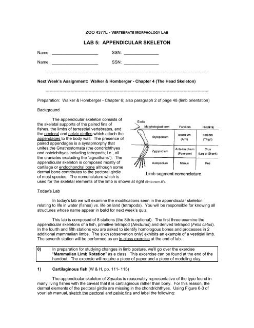 LAB 5: APPENDICULAR SKELETON