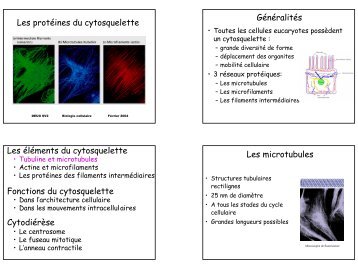 Les protÃ©ines du cytosquelette GÃ©nÃ©ralitÃ©s Les Ã©lÃ©ments du ...