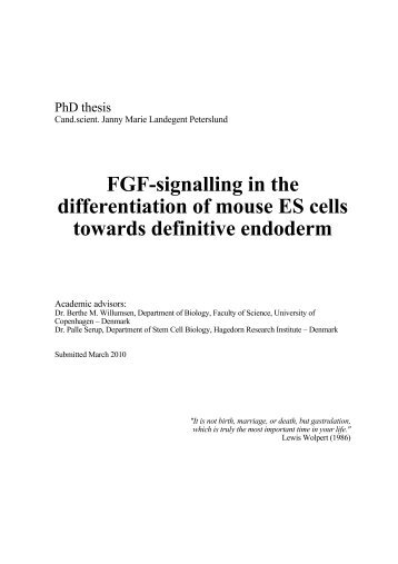 FGF-signalling in the differentiation of mouse ES cells towards ...