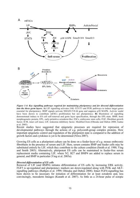 FGF-signalling in the differentiation of mouse ES cells towards ...