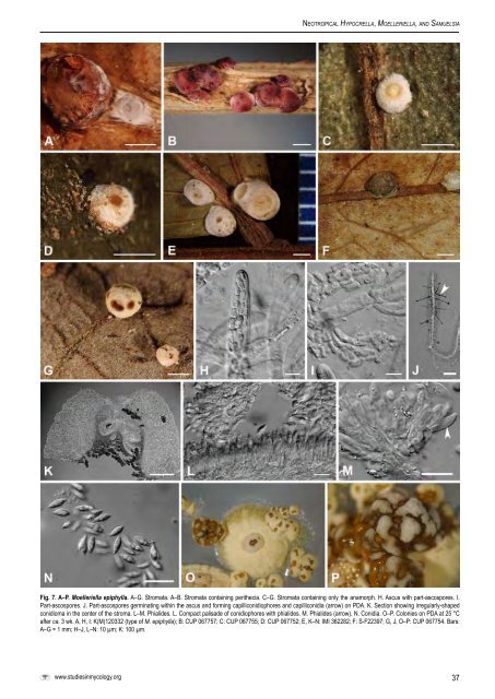 Moelleriella, and Samuelsia - CBS