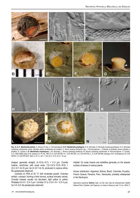 Moelleriella, and Samuelsia - CBS