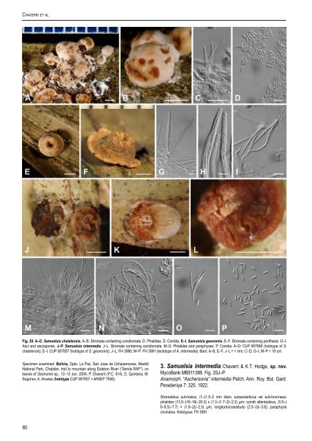 Moelleriella, and Samuelsia - CBS