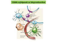 Glia: sejttípusok és jellemzőik c - KOKI