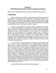 PrÃ¡ctica 7 Electroforesis de Ã¡cidos nucleicos en geles de agarosa ...