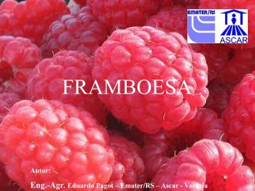 Framboesa - Eduardo Pagot