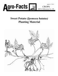 Sweet Potato (Ipomoea batatas) Planting Material - University of ...