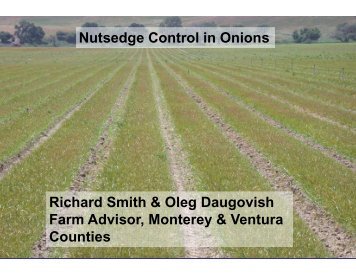 Nutsedge Control in Onions - Monterey County