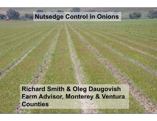Nutsedge Control in Onions - Monterey County