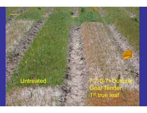 Nutsedge Control in Onions - Monterey County