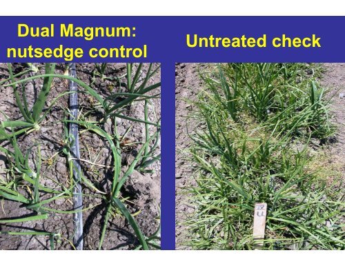 Nutsedge Control in Onions - Monterey County