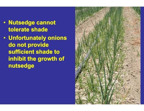 Nutsedge Control in Onions - Monterey County