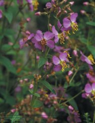 Propagation Protocol for Meadow Beauty Rhexia virginica L ...