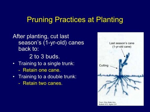 Training Systems for Grapes: High vs. Low Cordon - Viticulture Iowa ...