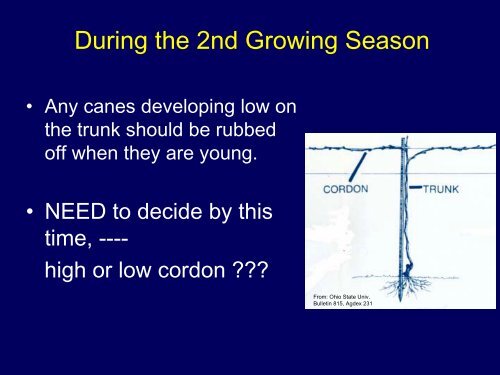 Training Systems for Grapes: High vs. Low Cordon - Viticulture Iowa ...