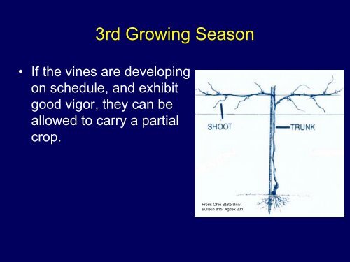Training Systems for Grapes: High vs. Low Cordon - Viticulture Iowa ...