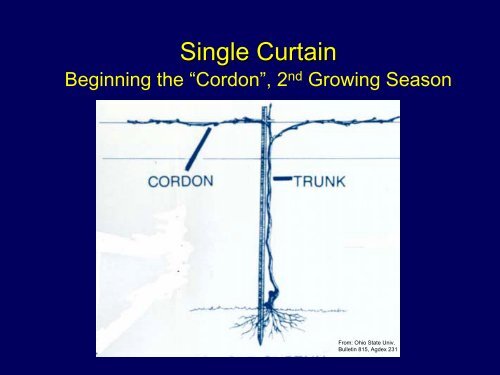 Training Systems for Grapes: High vs. Low Cordon - Viticulture Iowa ...