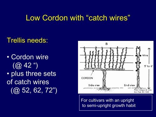 Training Systems for Grapes: High vs. Low Cordon - Viticulture Iowa ...