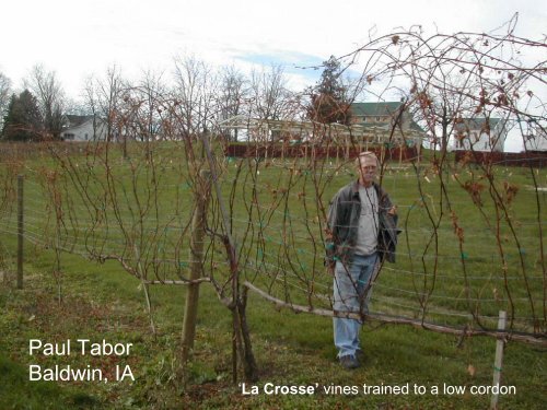 Training Systems for Grapes: High vs. Low Cordon - Viticulture Iowa ...